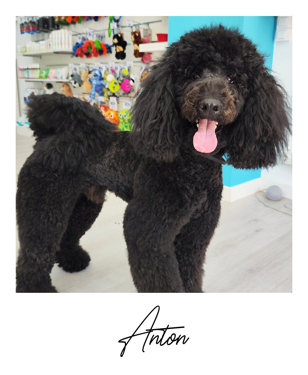 Anton
