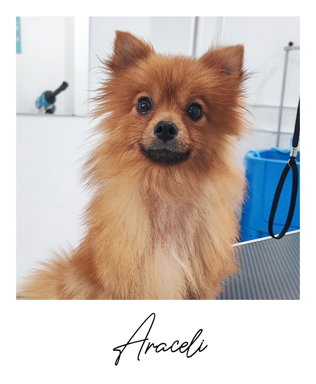Araceli
