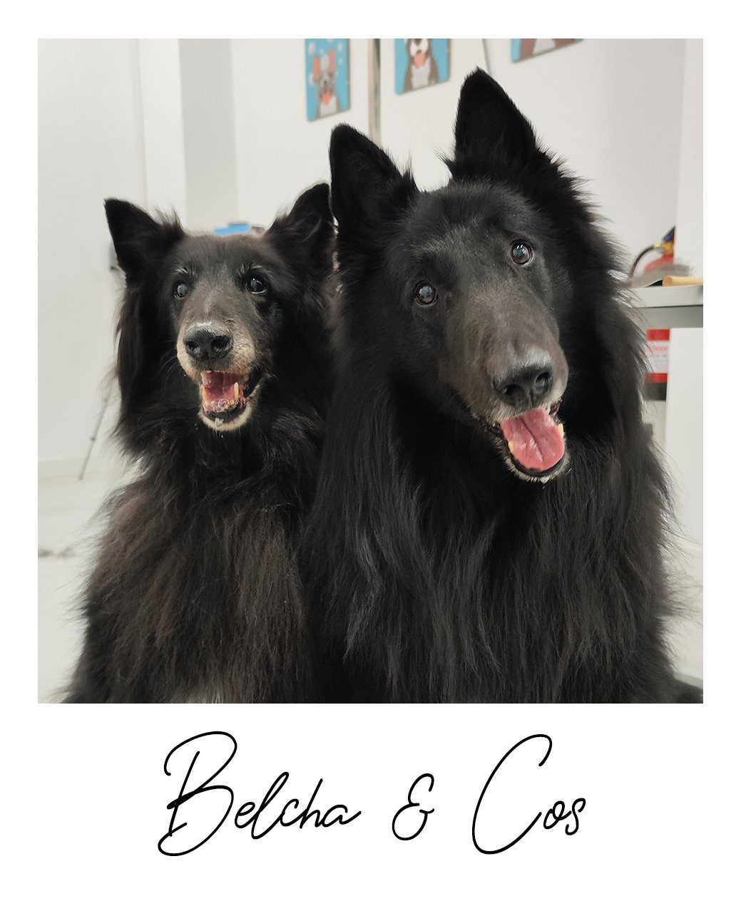 Belcha & Cos