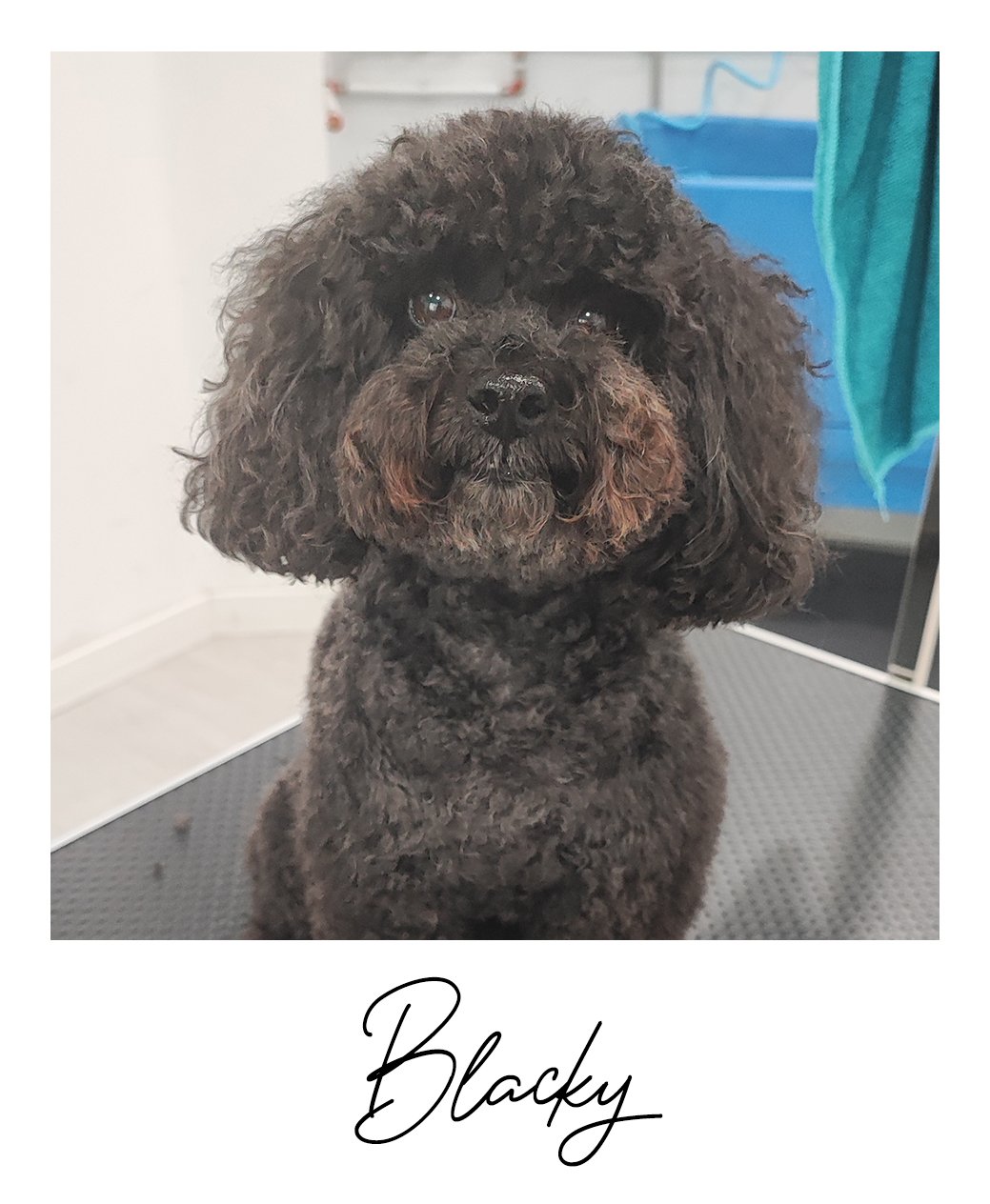Blacky2