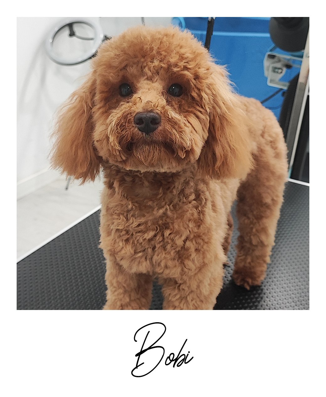Bobi