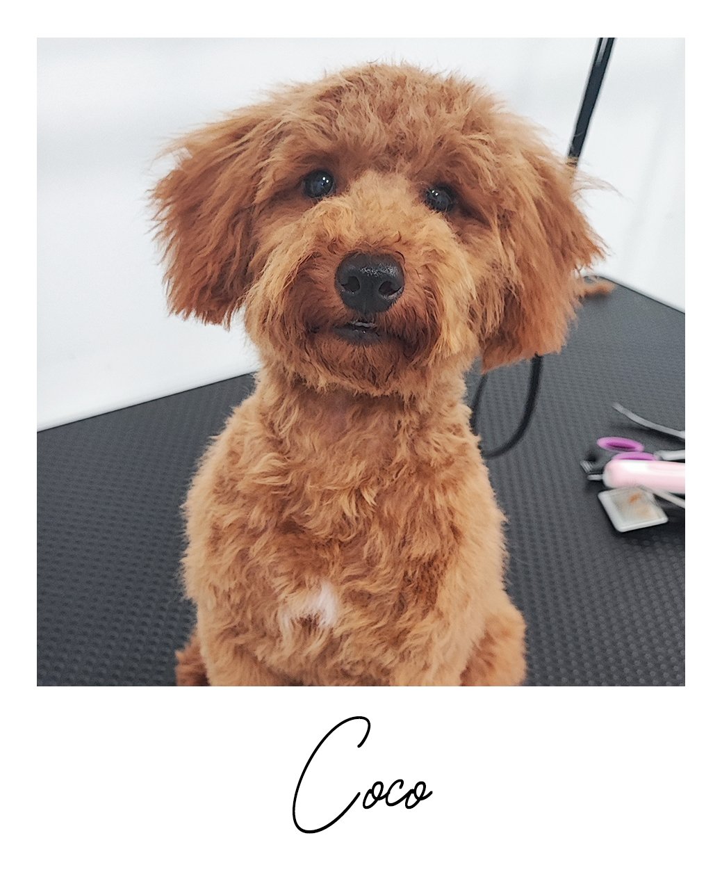 Coco 3