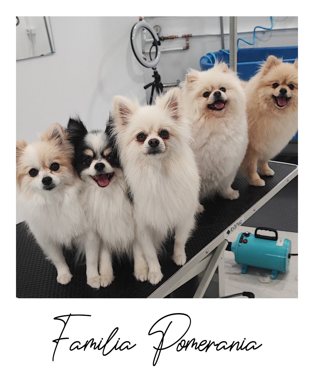 Familia Pomerania