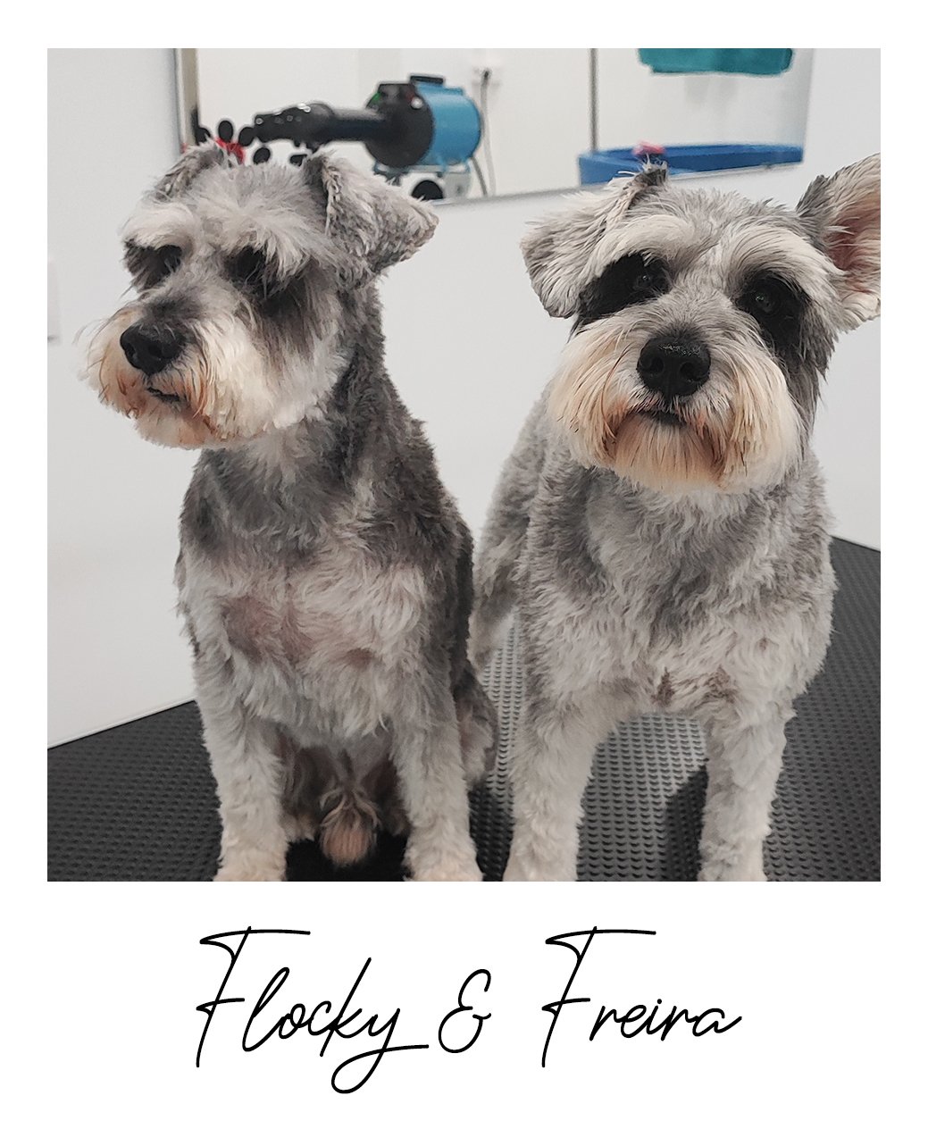 Flocky & Freira