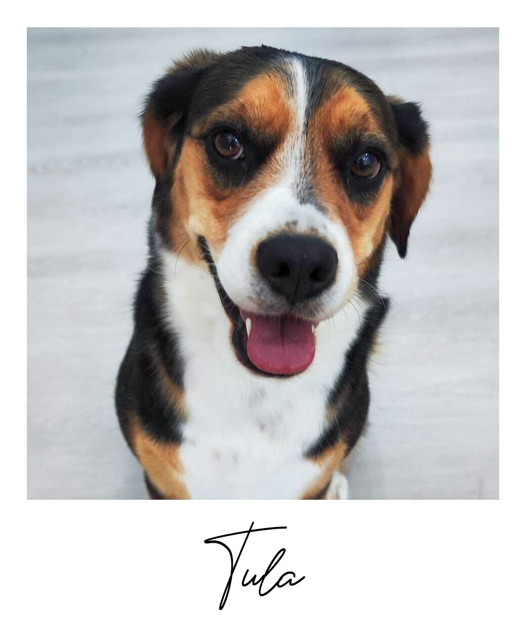 Tula