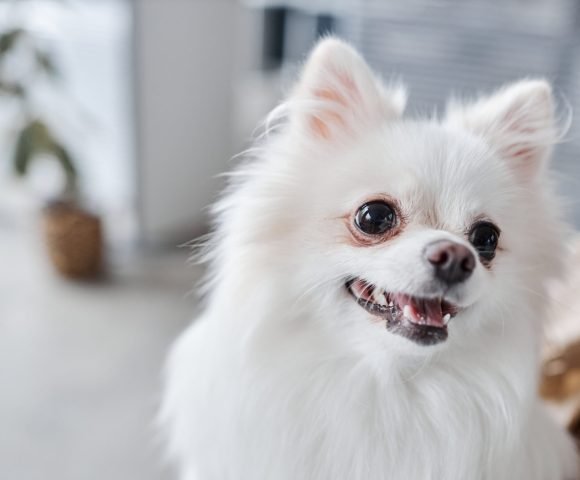 Purebred Dog in Doctors Office Close up of white cute pomeranian dog in vet clinic on neutral blurred background, focus on eyes, copy space